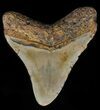 Megalodon Tooth - North Carolina #59034-2